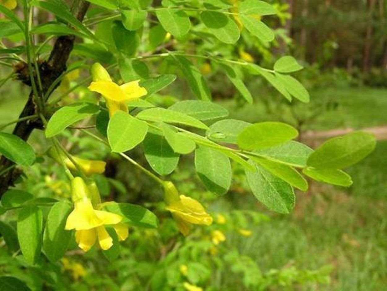 Карагана Уссурийская