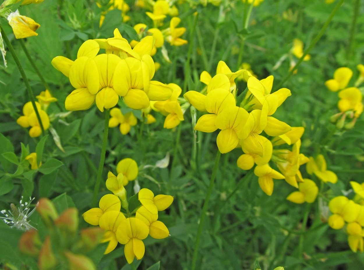 Желтая Акация кустарники Алтай