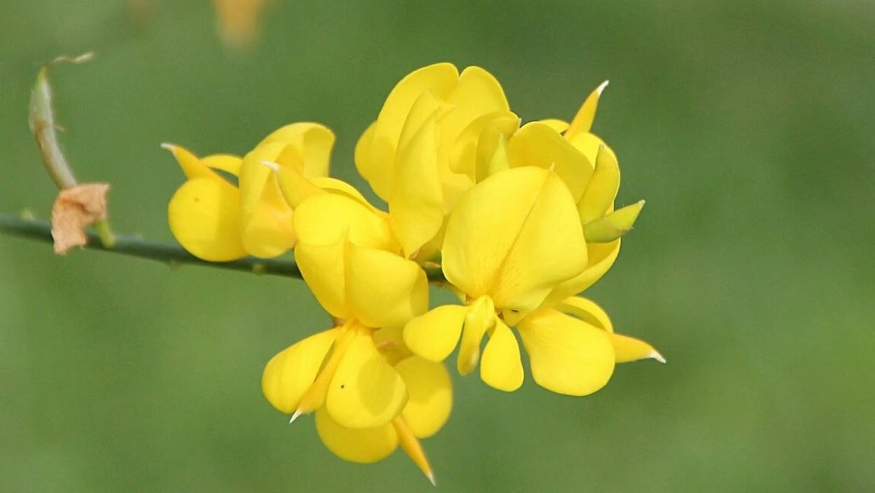 Смородина золотистая кустарник