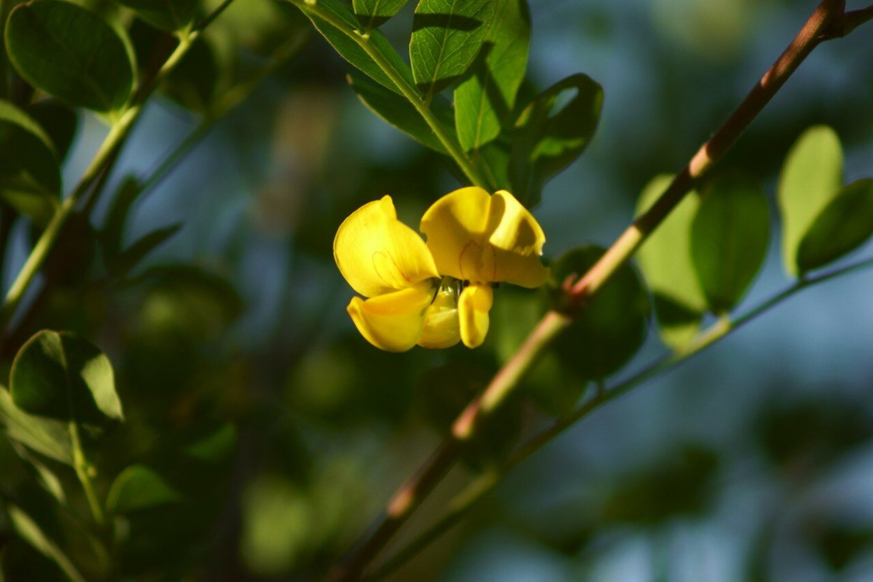 Ракитник Цингера