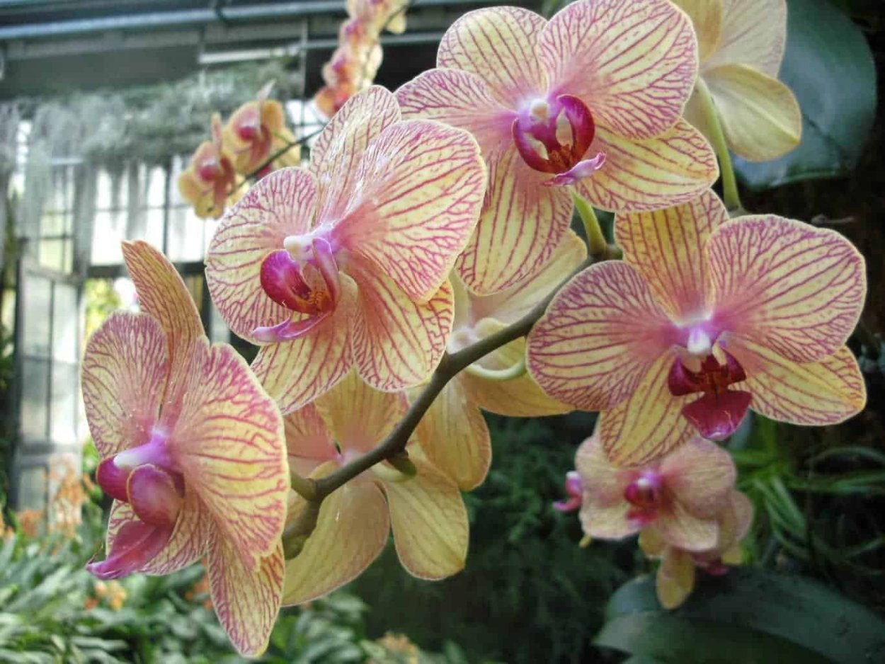 Орхидея фаленопсис Шоупис
