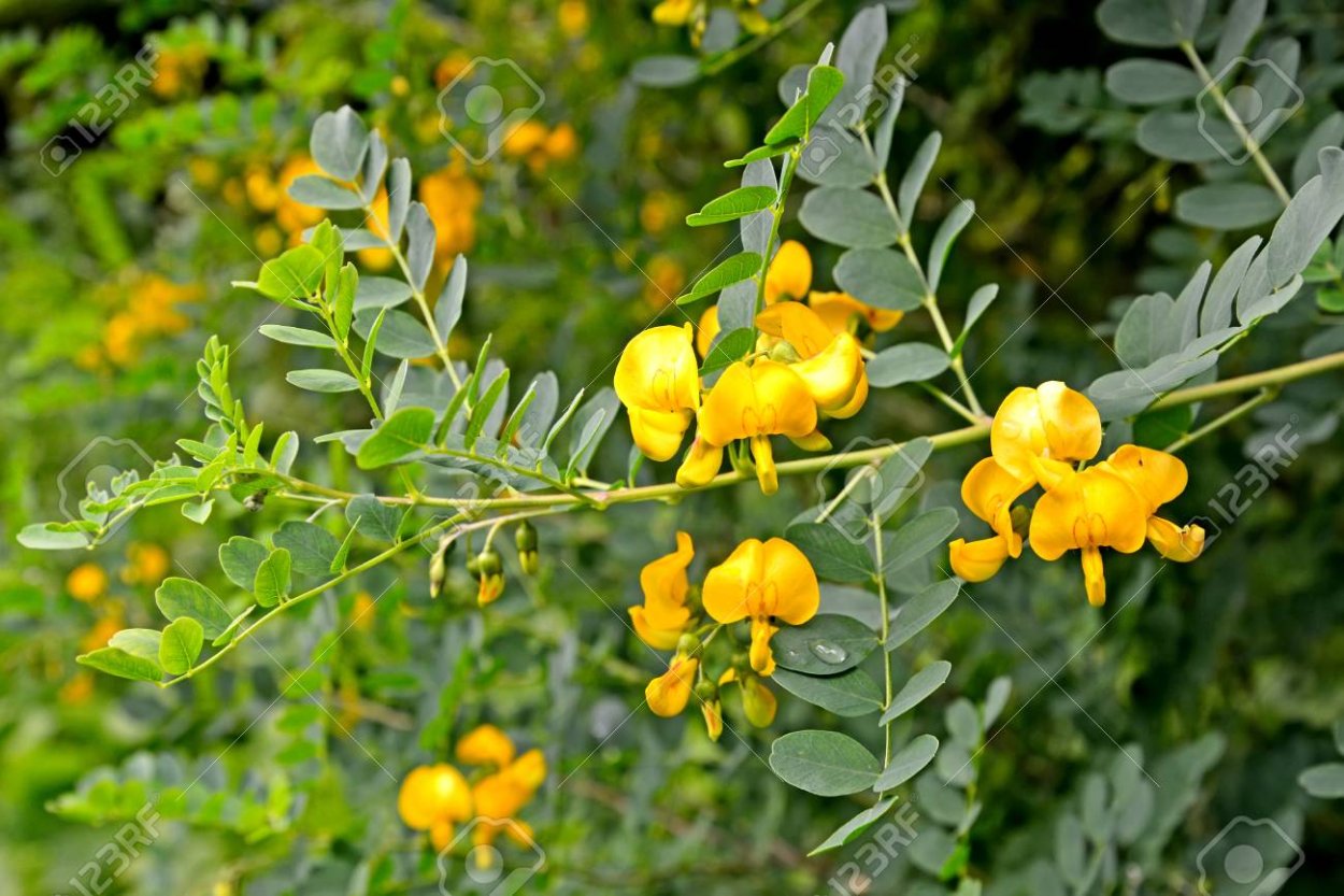 Акация Карагана кустарниковая