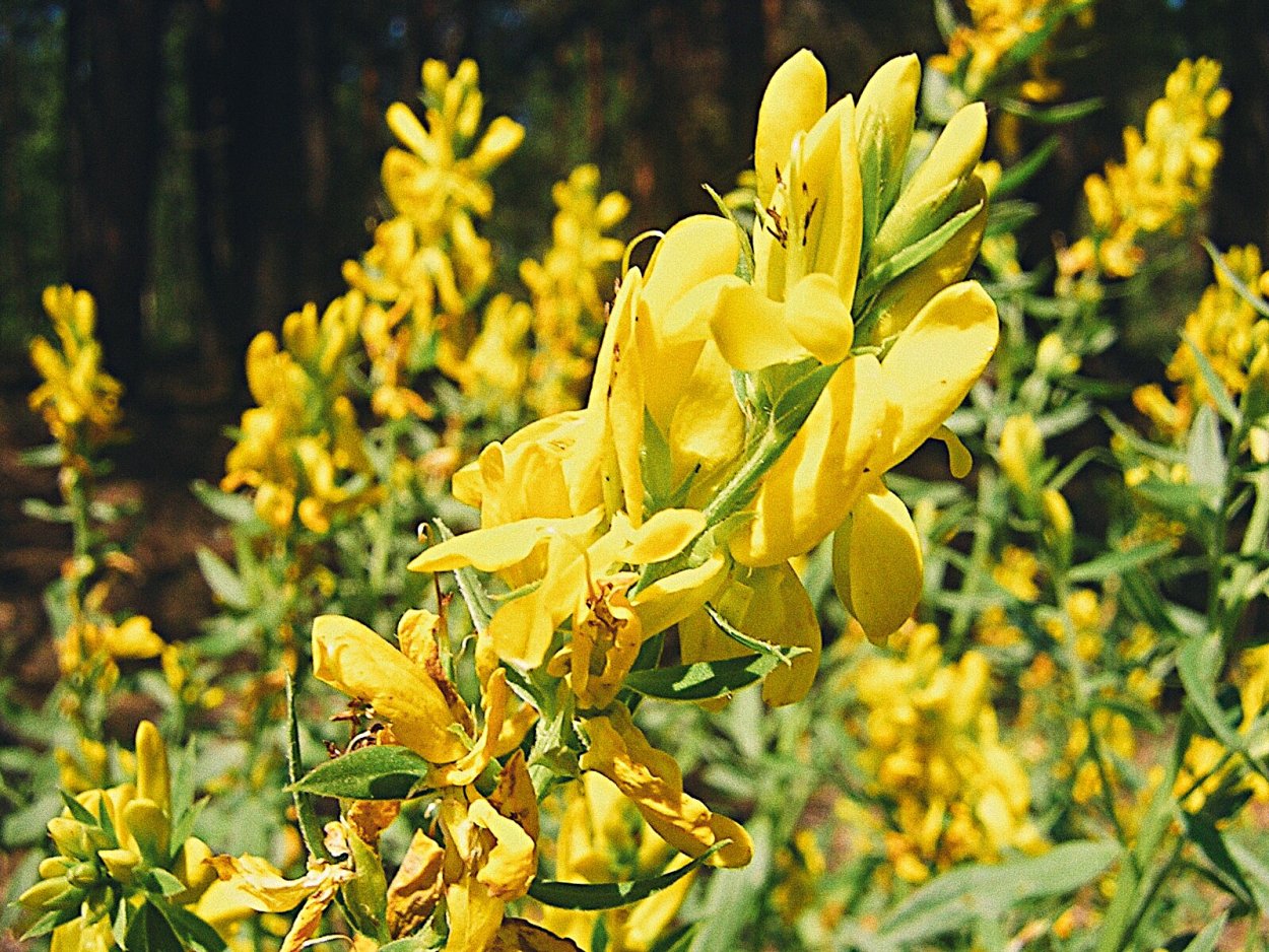 Метельник ситниковый