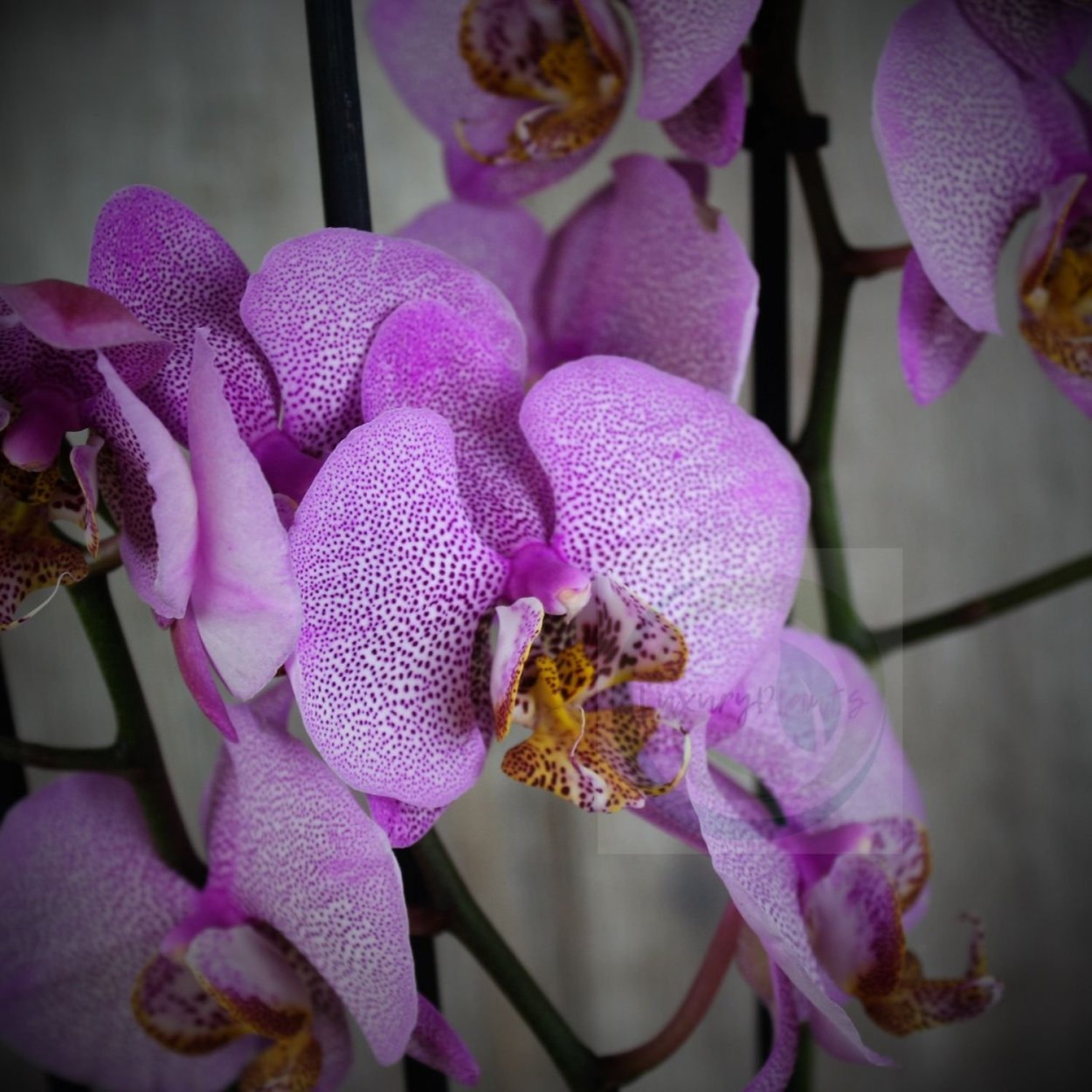 Орхидея равелло