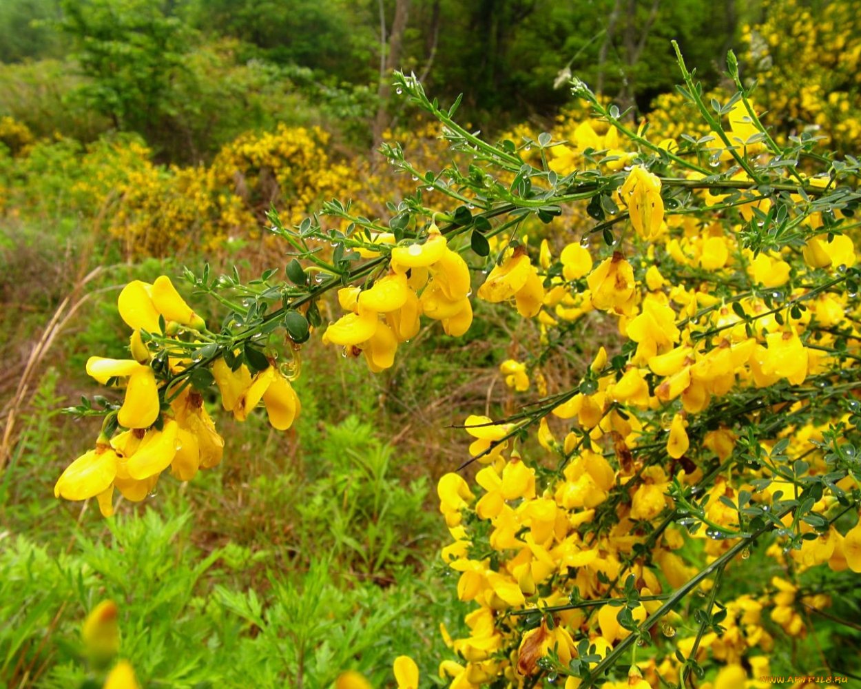 Метельник это ракитник