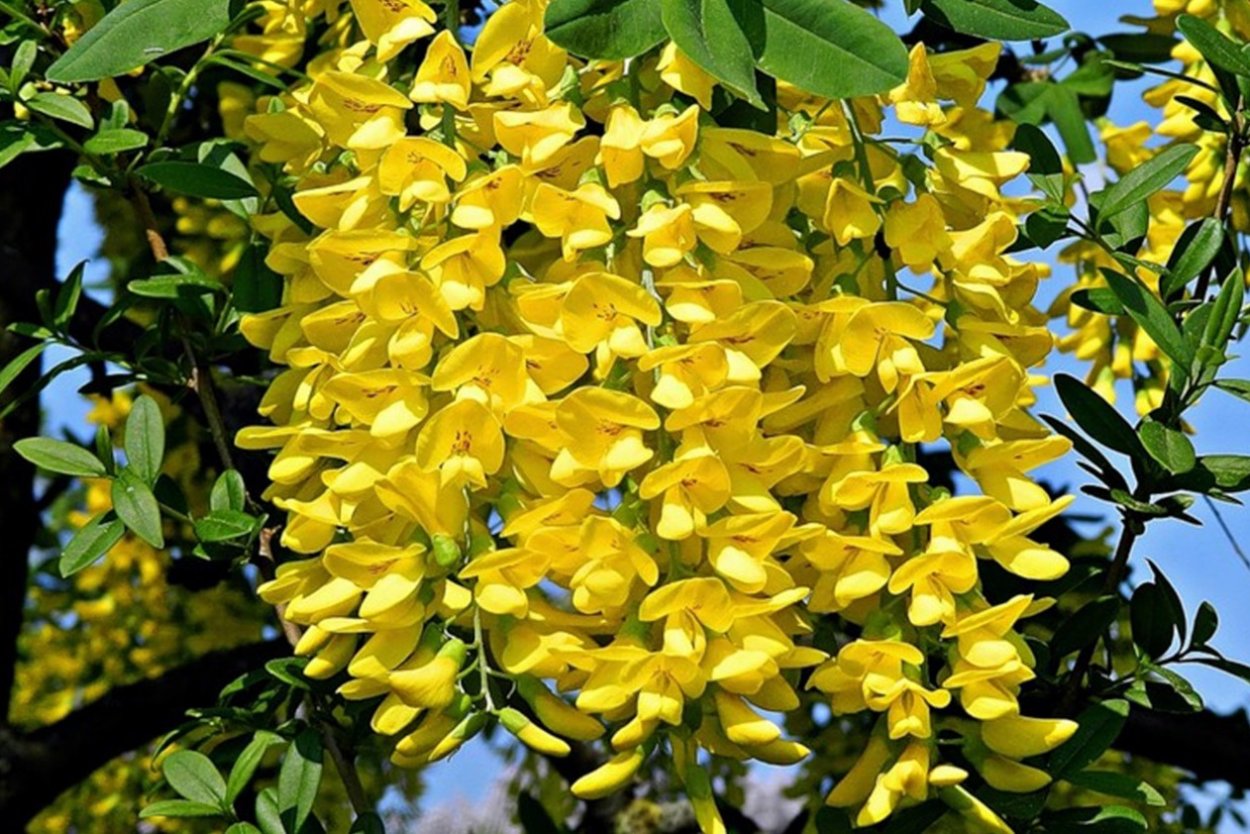 Ракитник Дрок