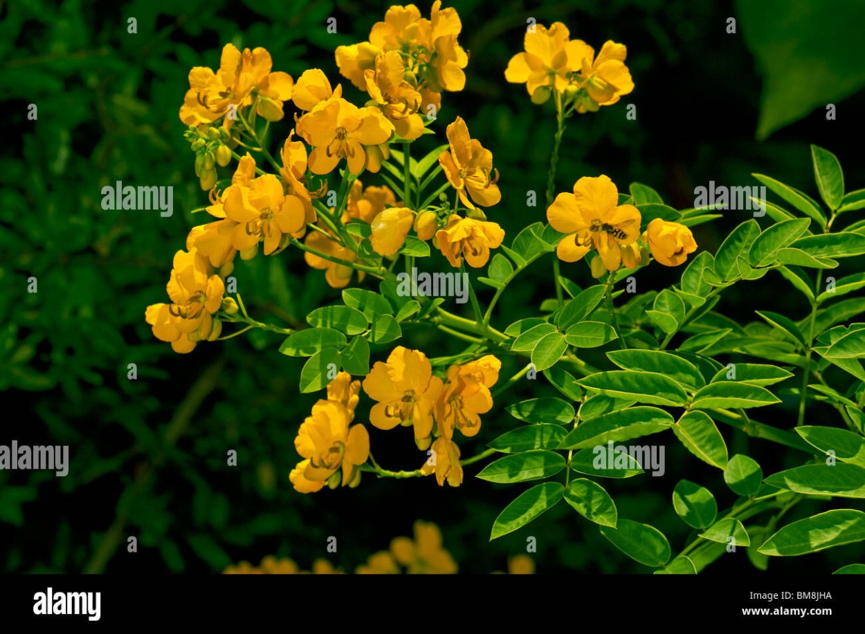 Ракитник стелющийся (Cytisus decumbens)