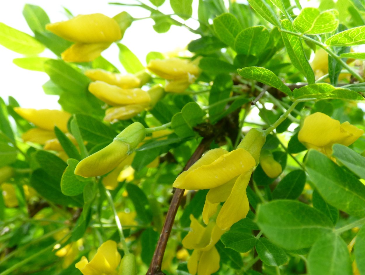 Рейнвардия растение