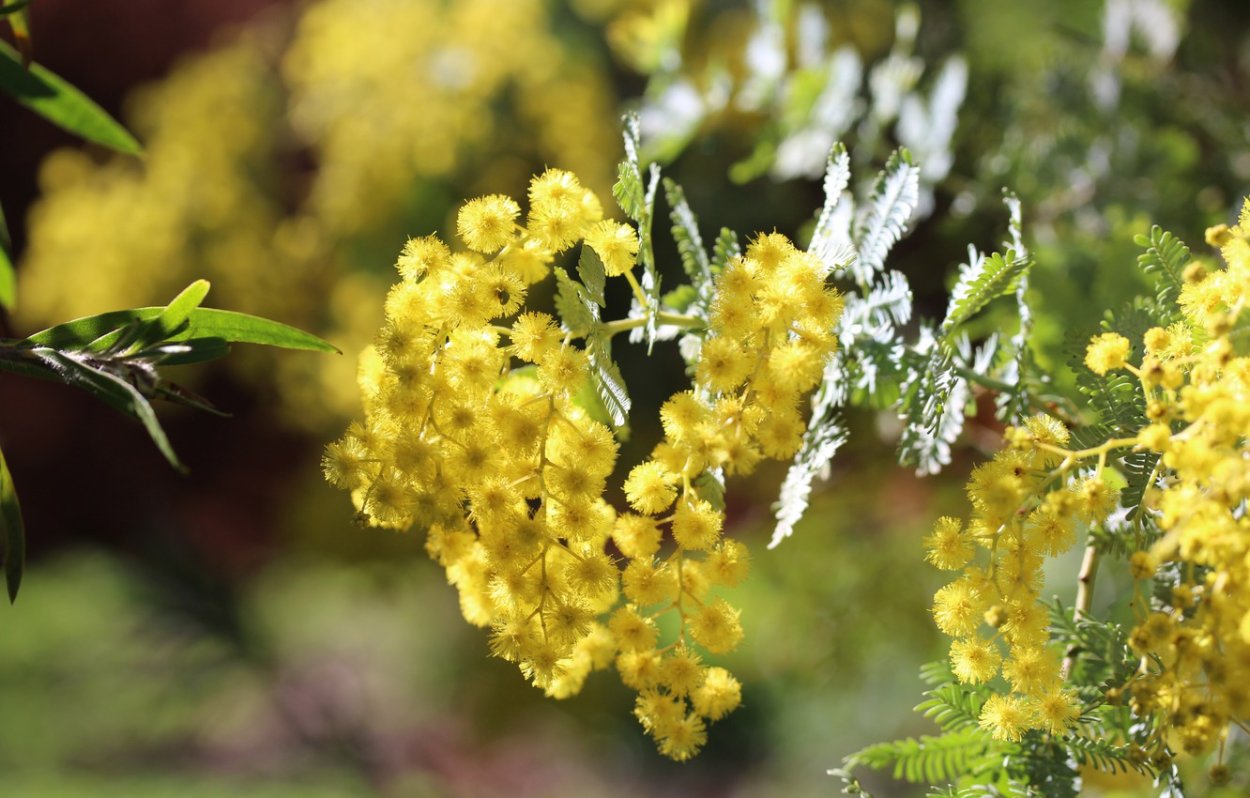 Форзиция Жасмин Цветущая Калина