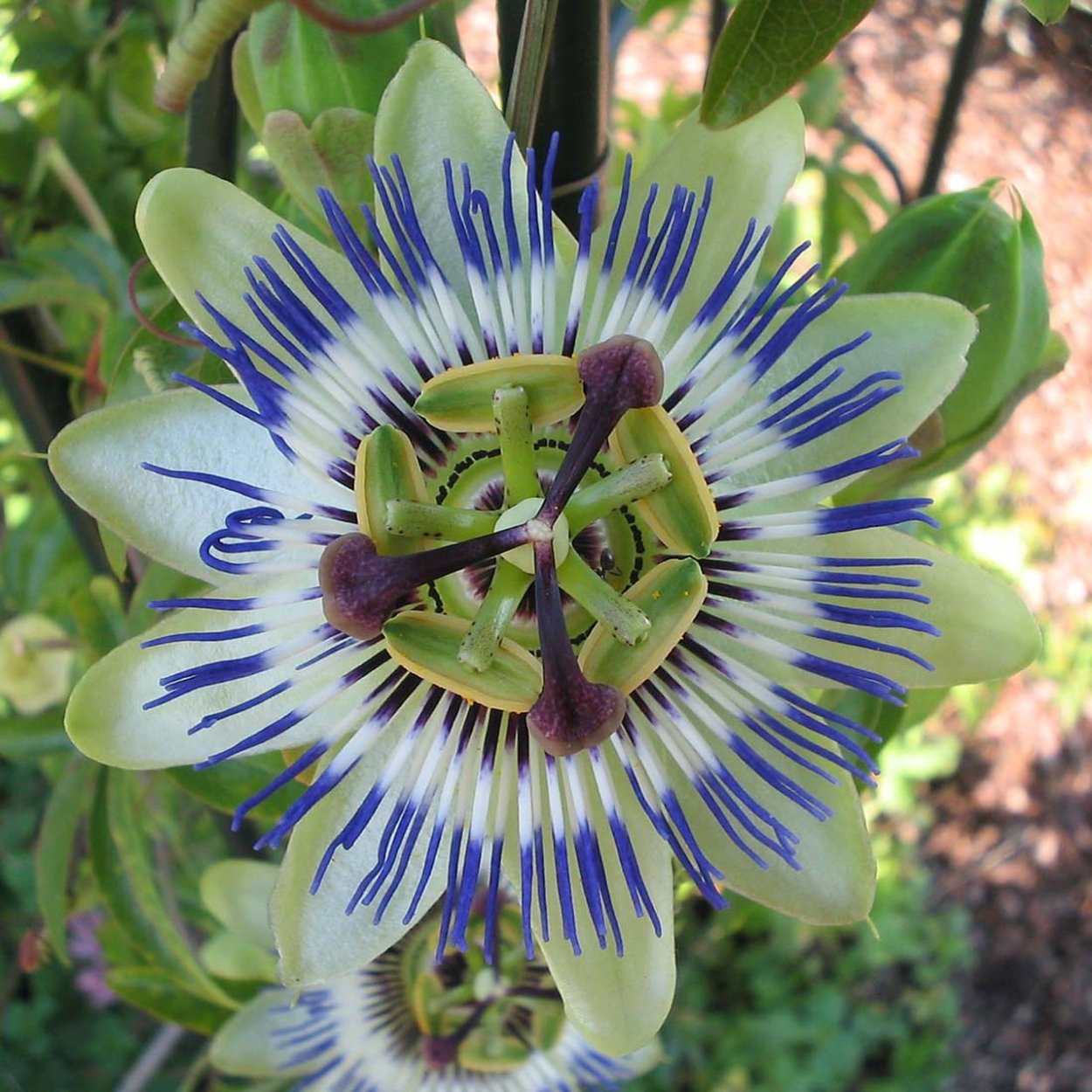 Какое растение называют часами. Пассифлора caerulea. Пассифлора Церулея голубая. Страстоцвет голубой пассифлора. Пассифлора Курумба.