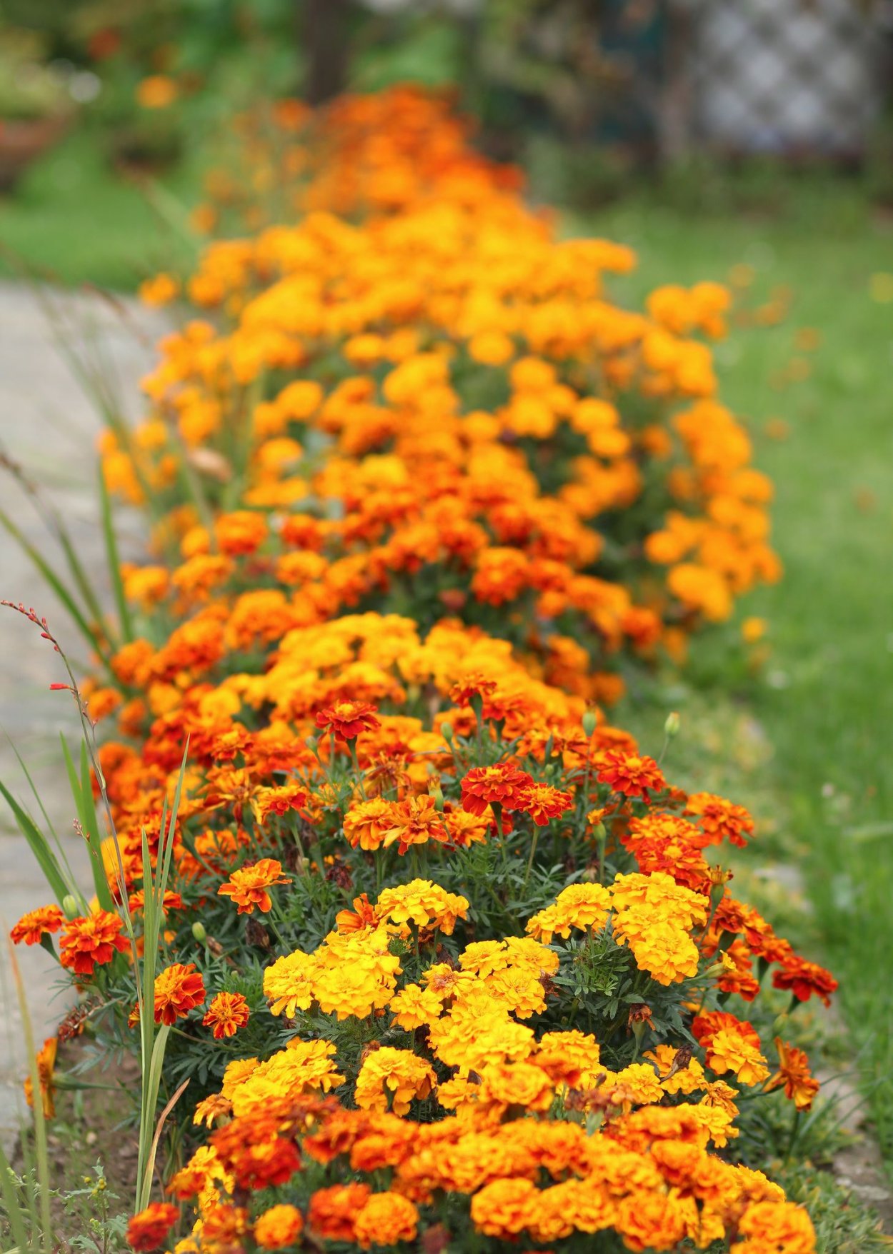 Цветы многолетники оранжевые