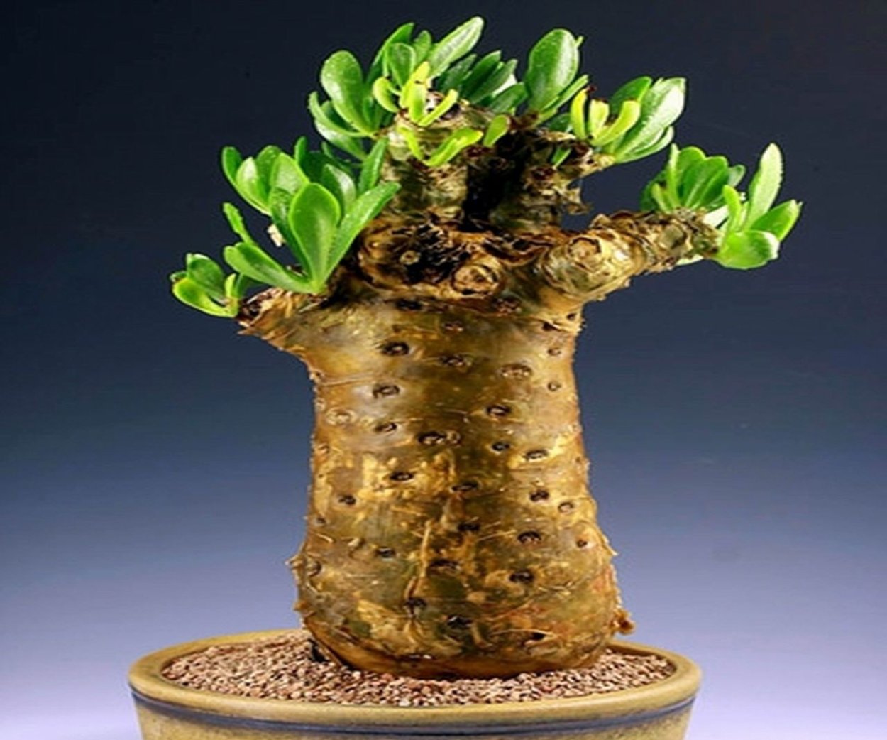 Момордика каудексная