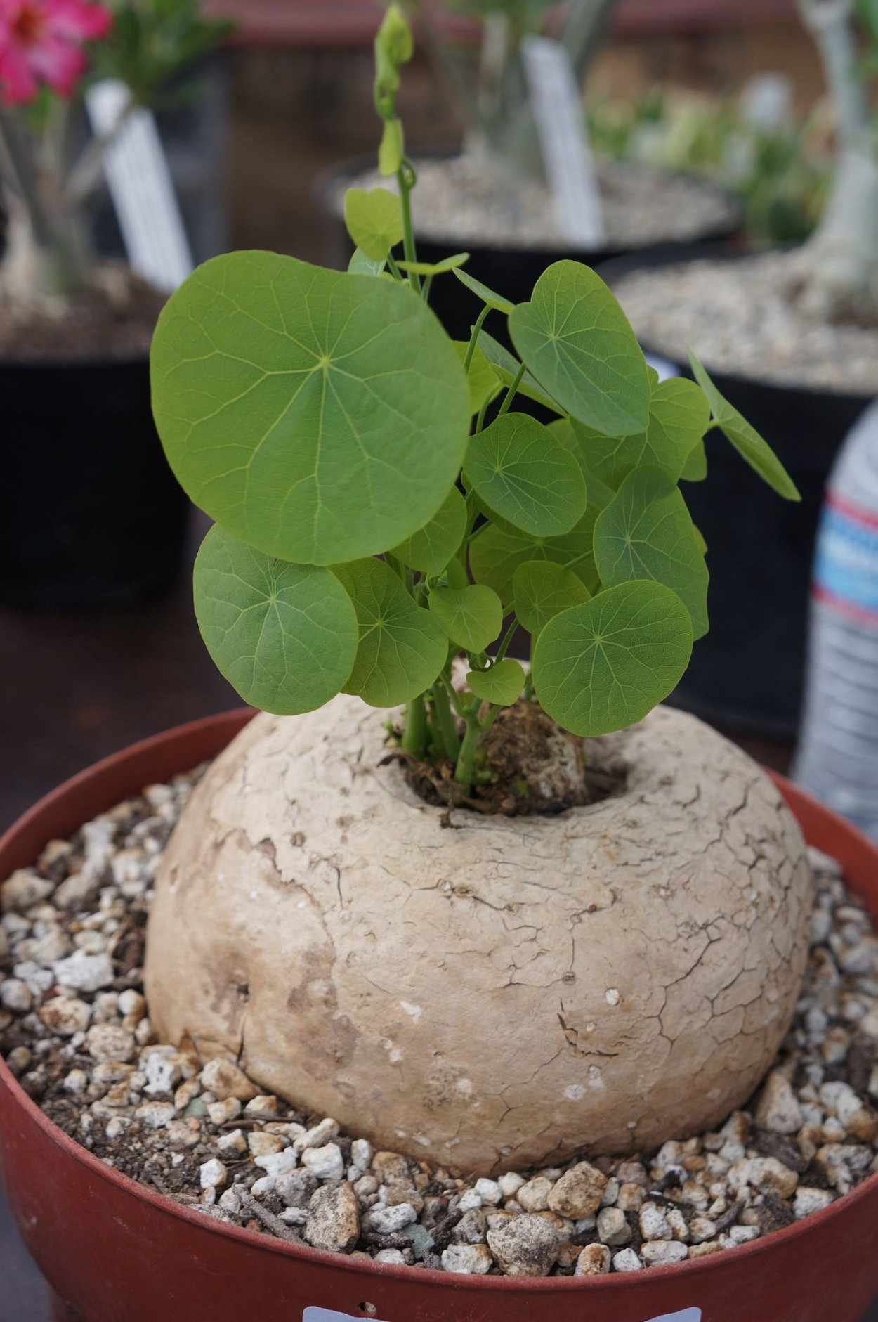 Диоскорея слоновая Dioscorea ELEPHANTIPES