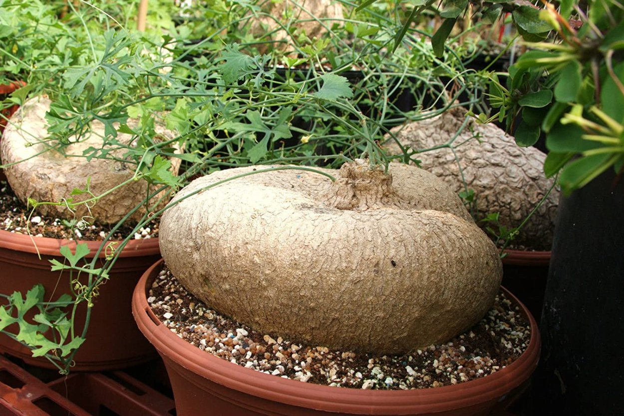 Фикус Минимализм