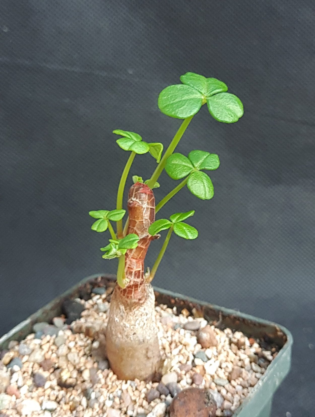 Адения (Adenia)