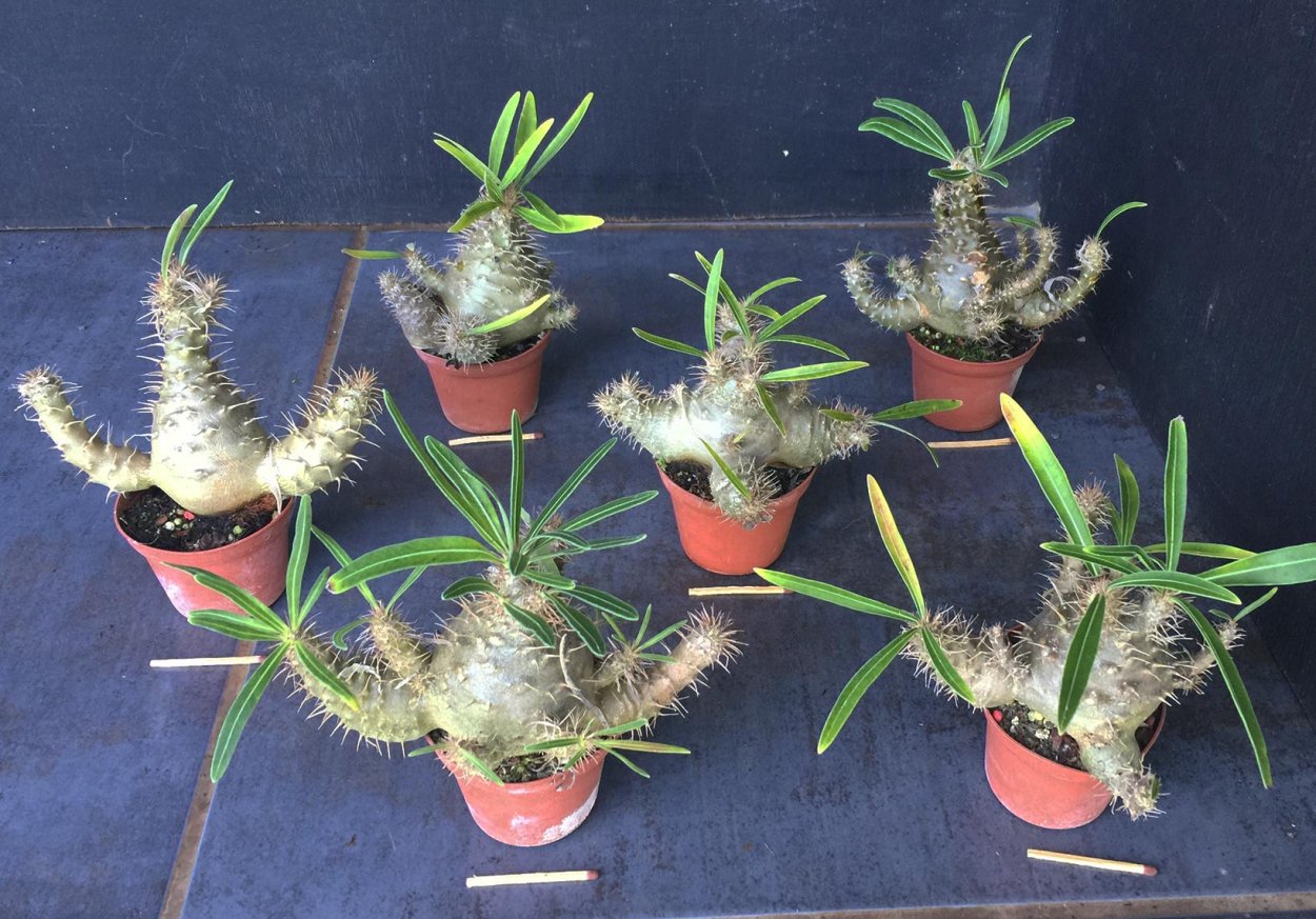 Брахихитон бонсай