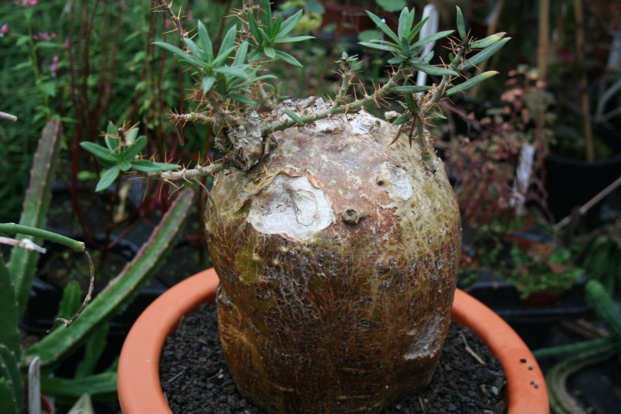 Пахиподиум CACTIPES