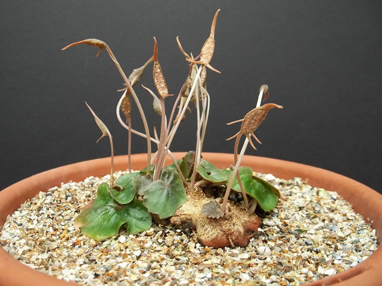 Авония рисунок