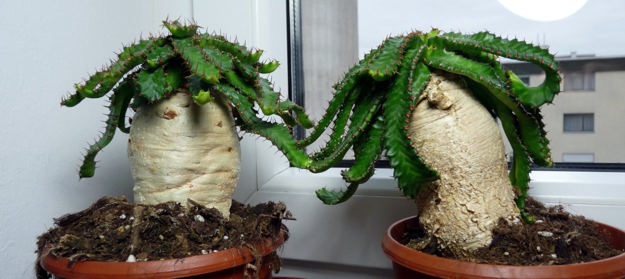 Дорстения вариегатная