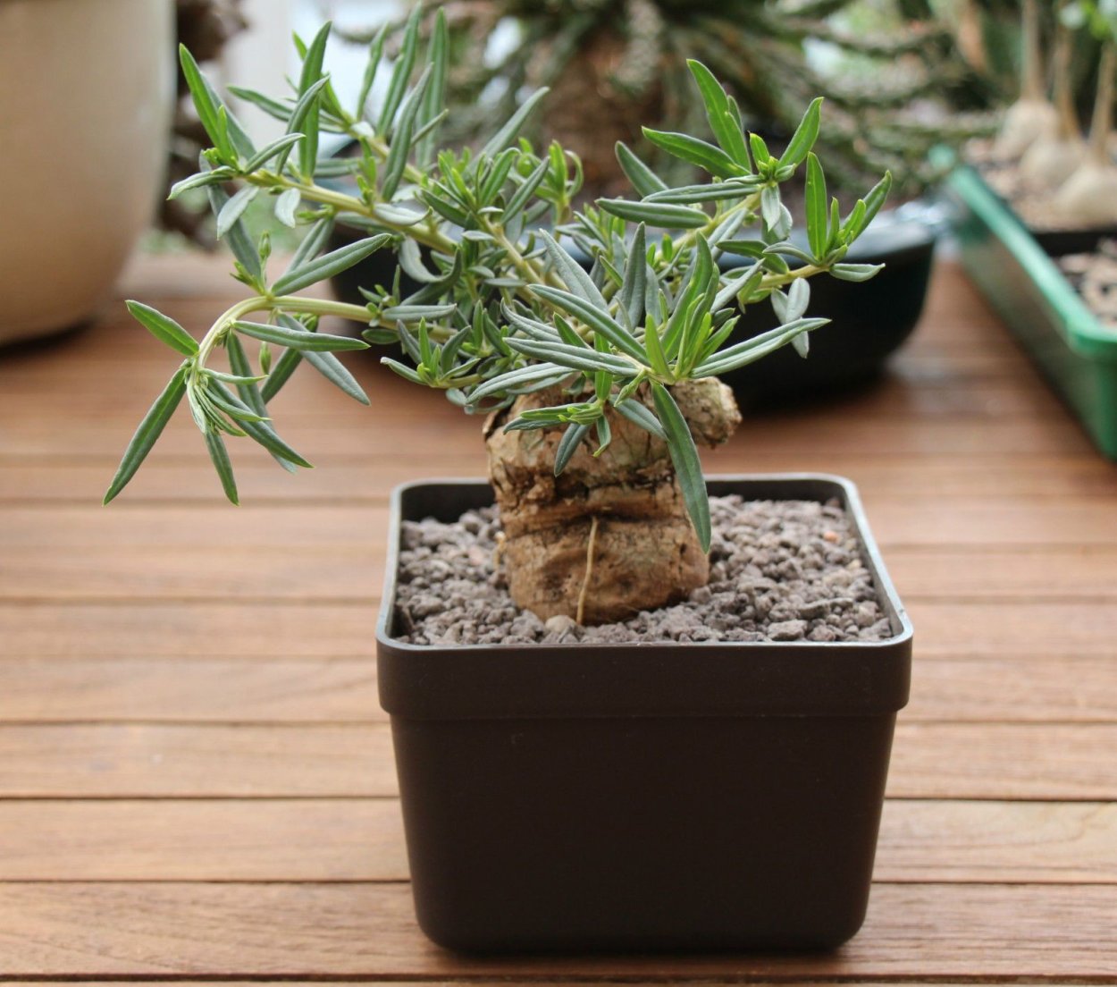 Каудексные растения