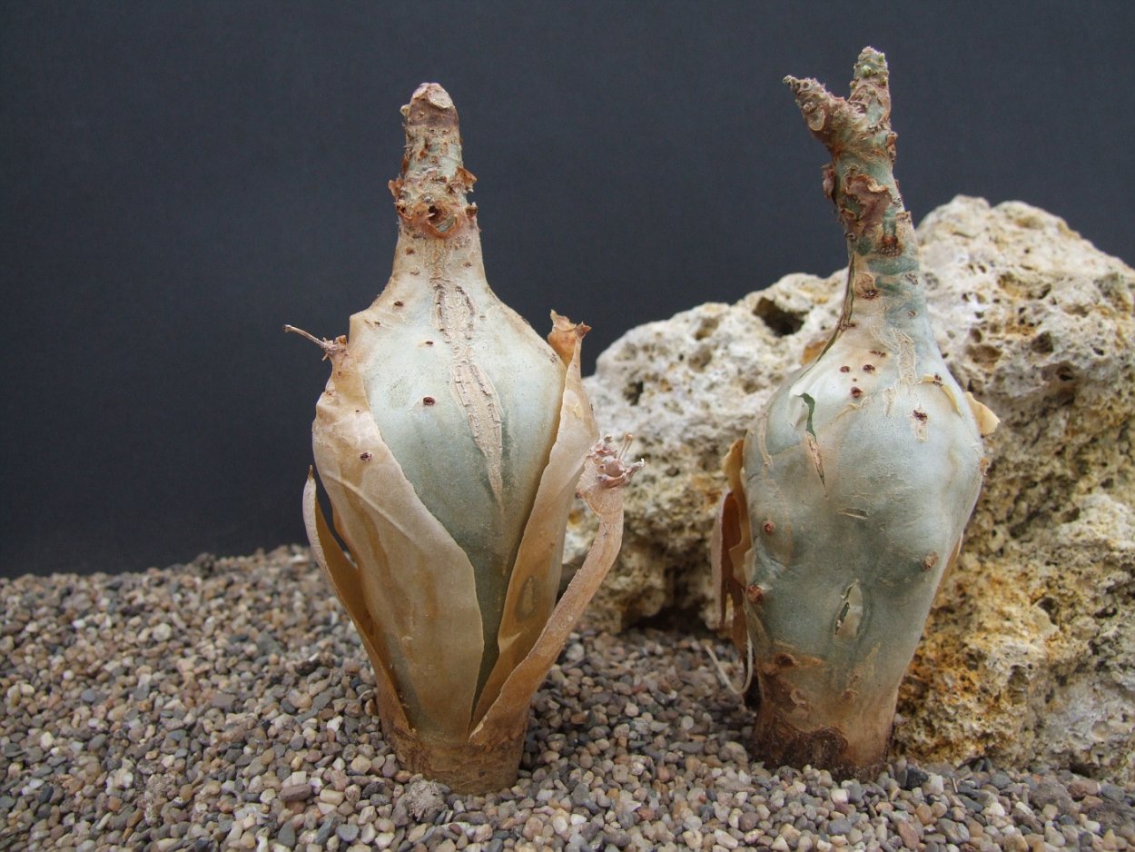 Каудекс люпина