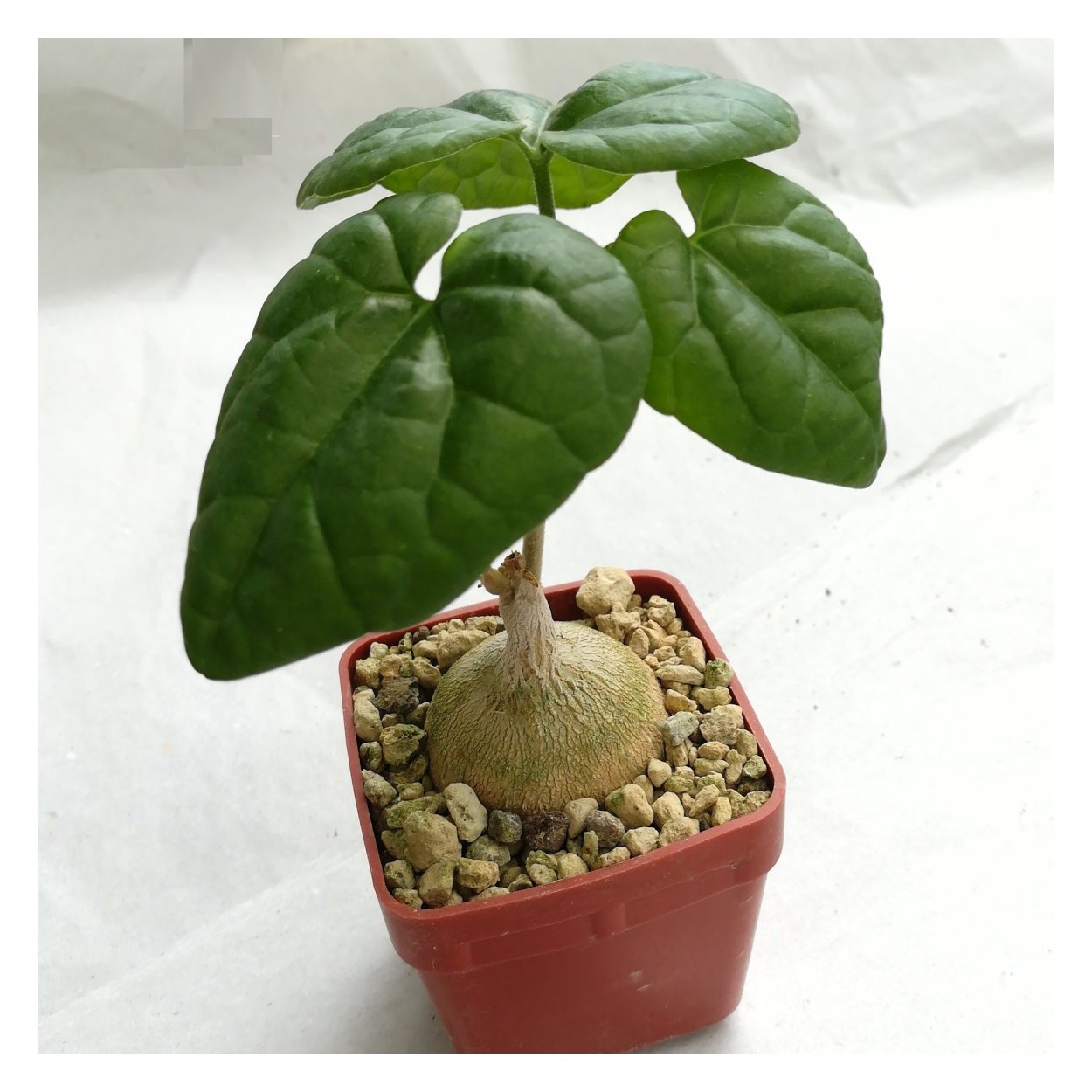 Эуфорбия стеллата Euphorbia stellata