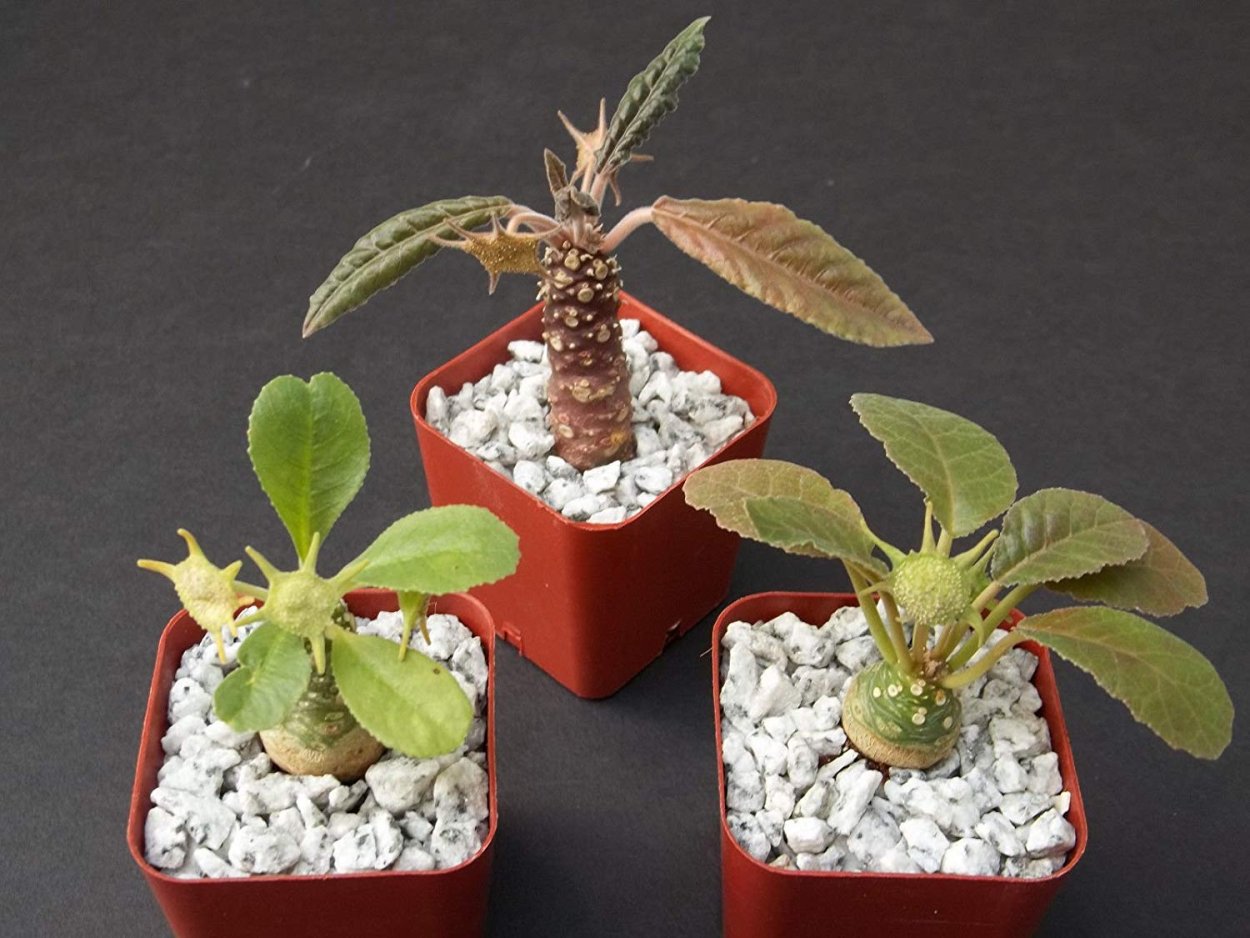 Плектрантус бонсай