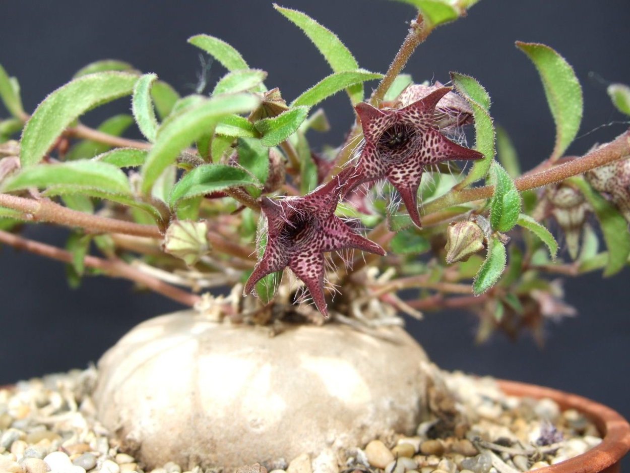 Pachypodium saundersii