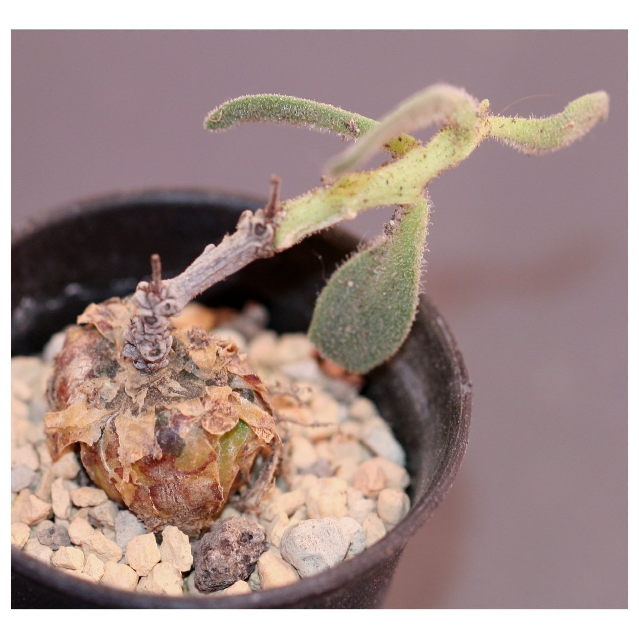 Петиоларис каудексный