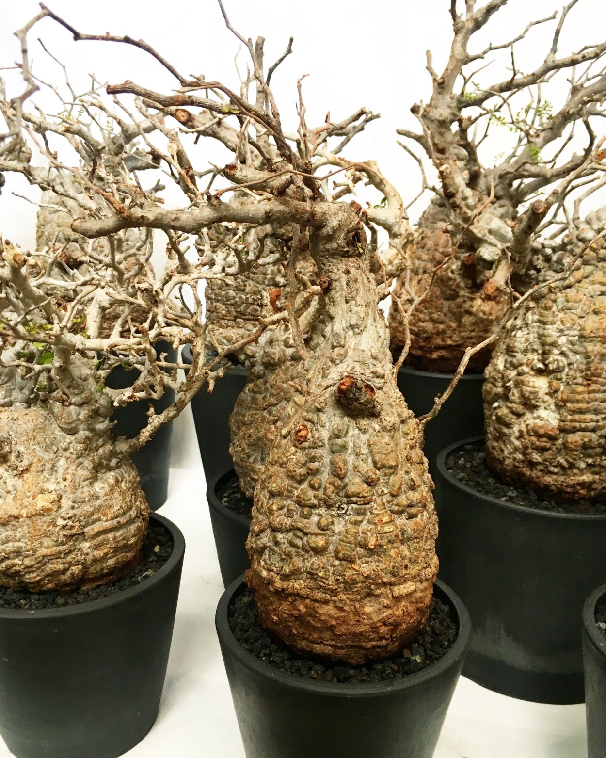 Dioscorea ELEPHANTIPES (диоскорея)