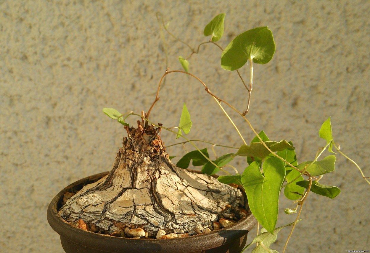 Оперкуликария декари