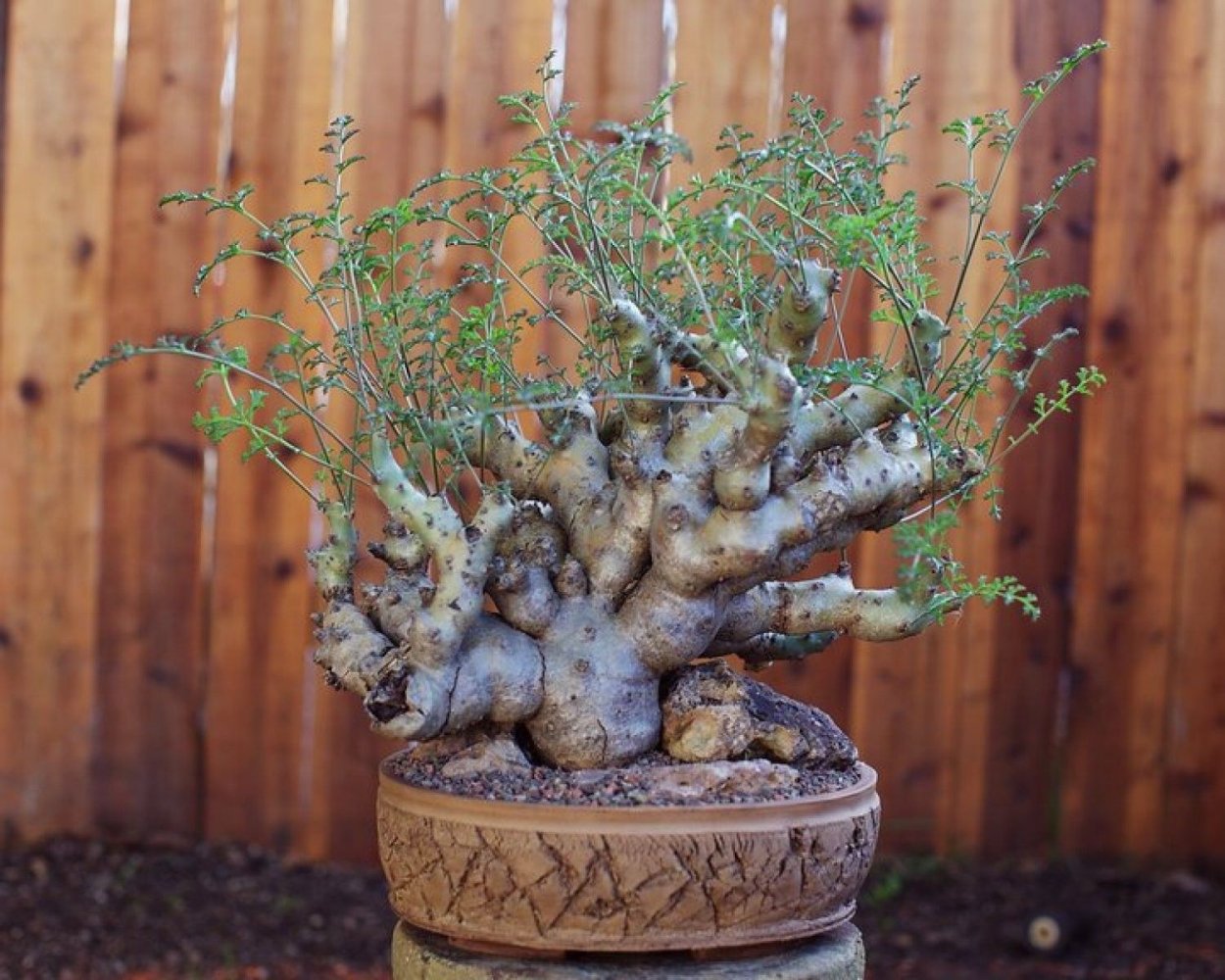 Euphorbia AMBOVOMBENSIS