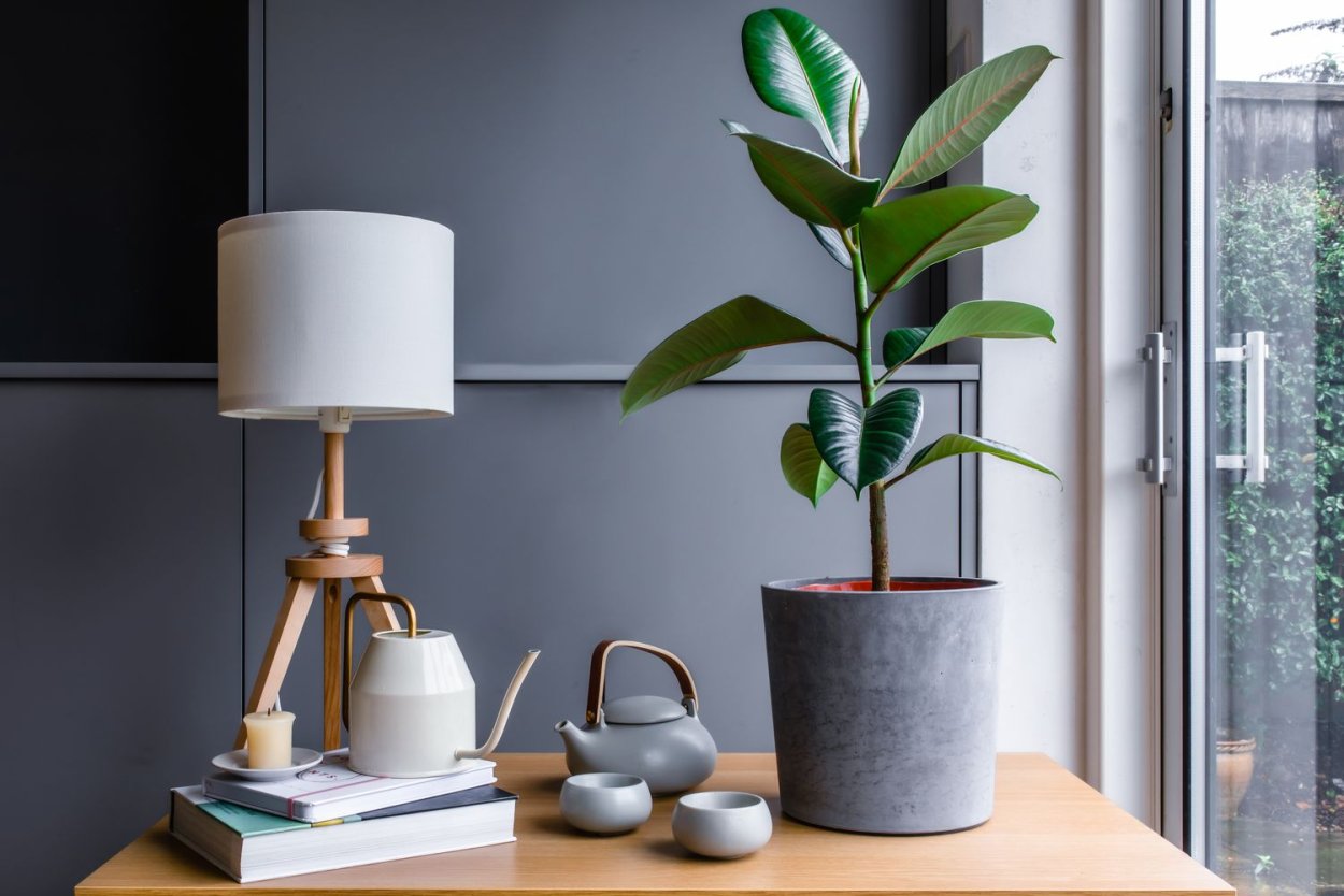 Плектрантус каудексный