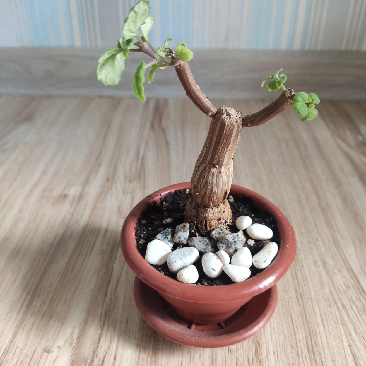 Филлантус каудекс