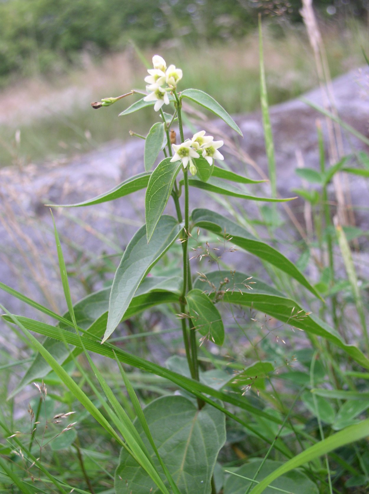 Ластовень Степной