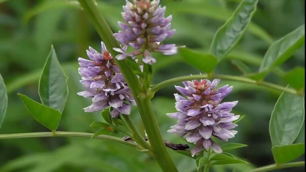 Солодка Уральская — Glycyrrhiza uralensis Fisch.
