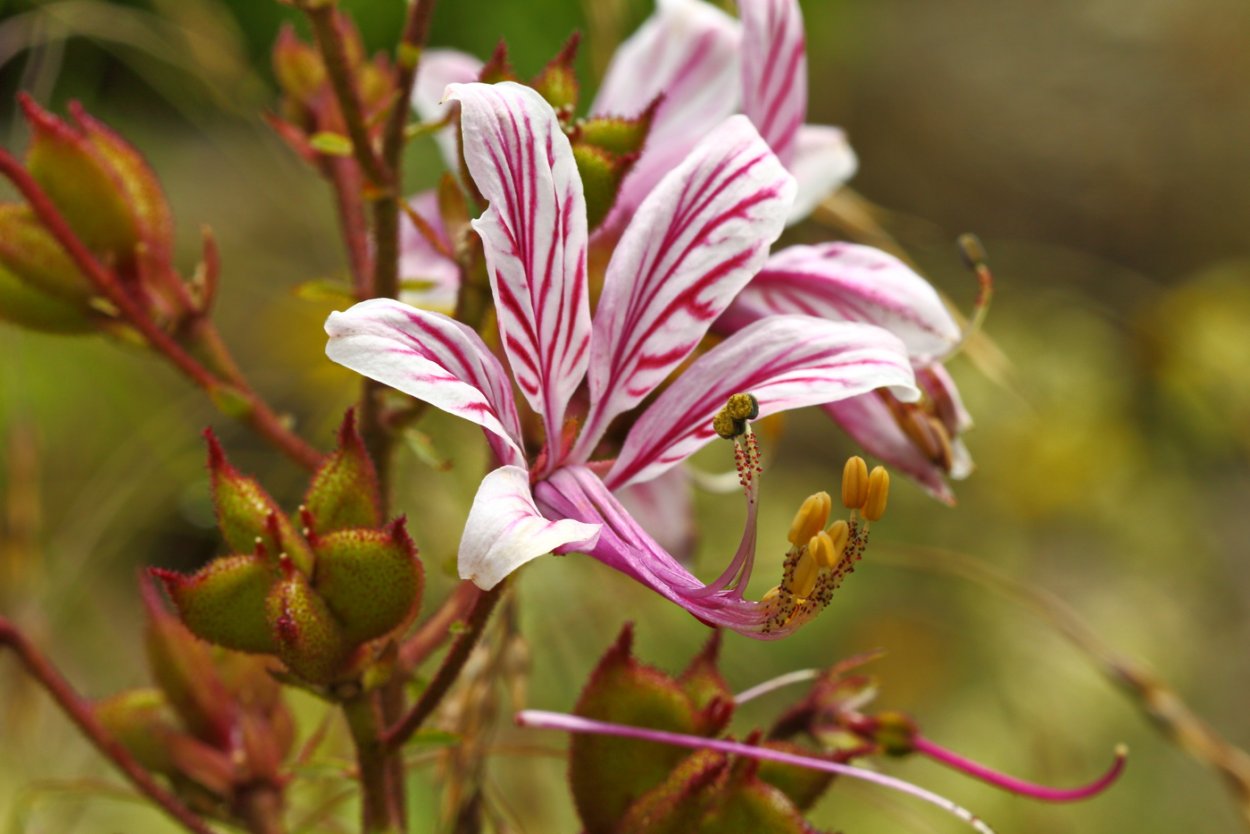 Репейник обыкновенный