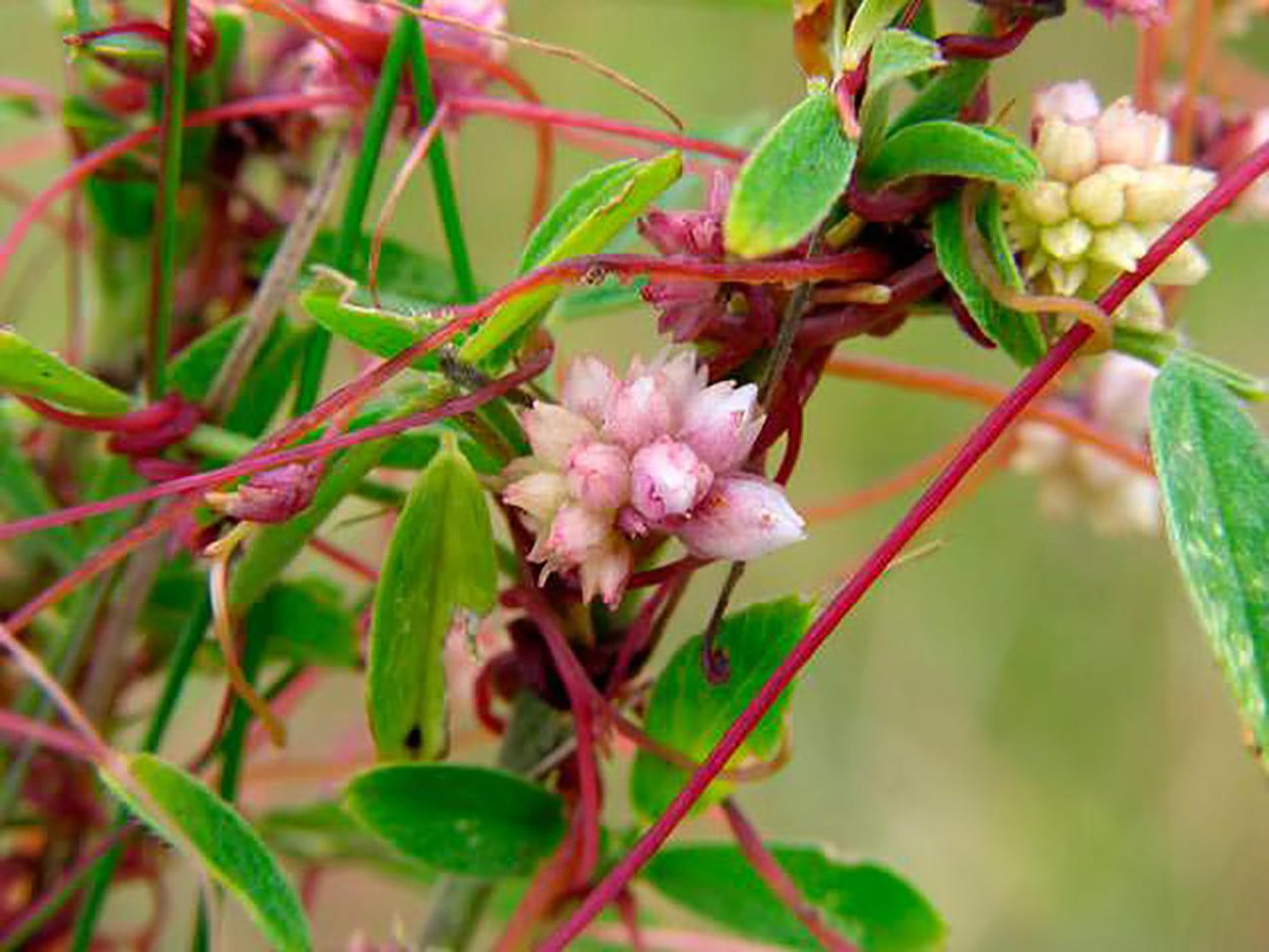 Фенхель обыкновенный ГФ