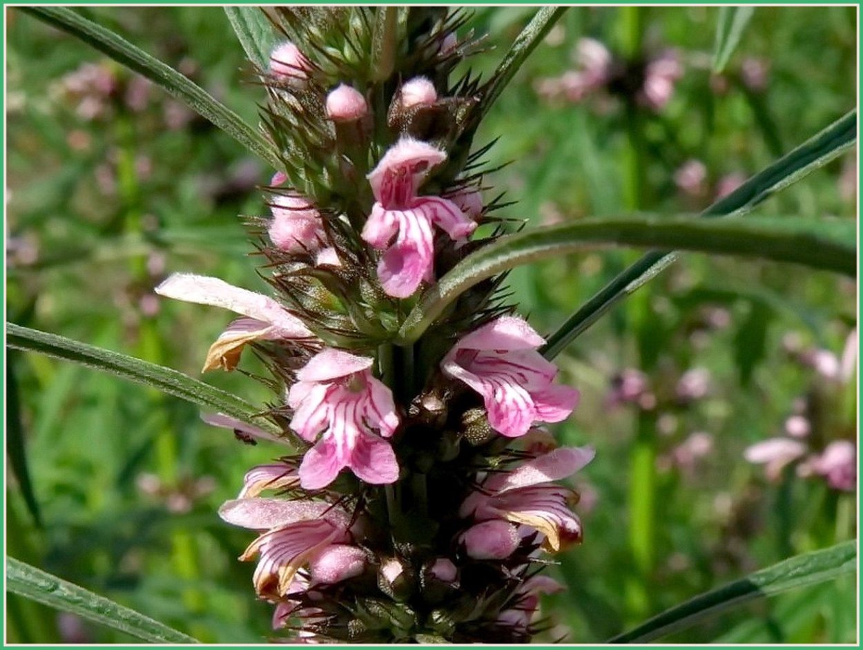 Живокость аптечная