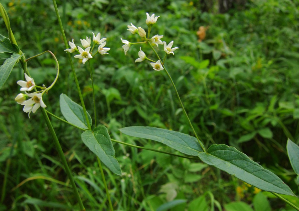 Ластовень лекарственный