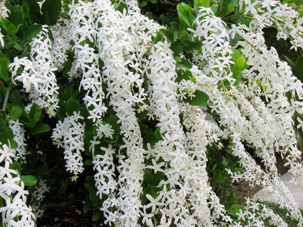 Купена мутовчатая