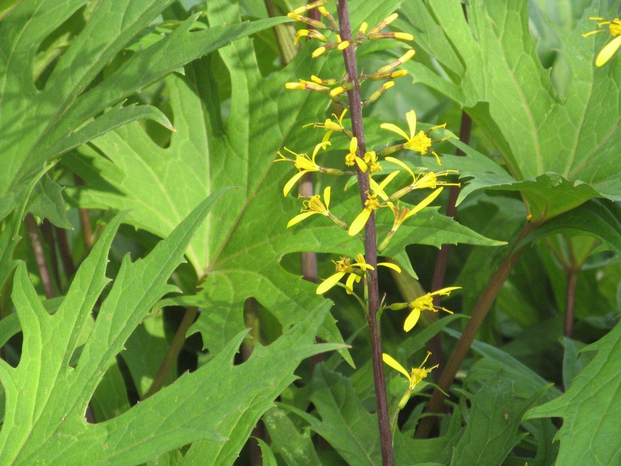 Бузульник Воробьева