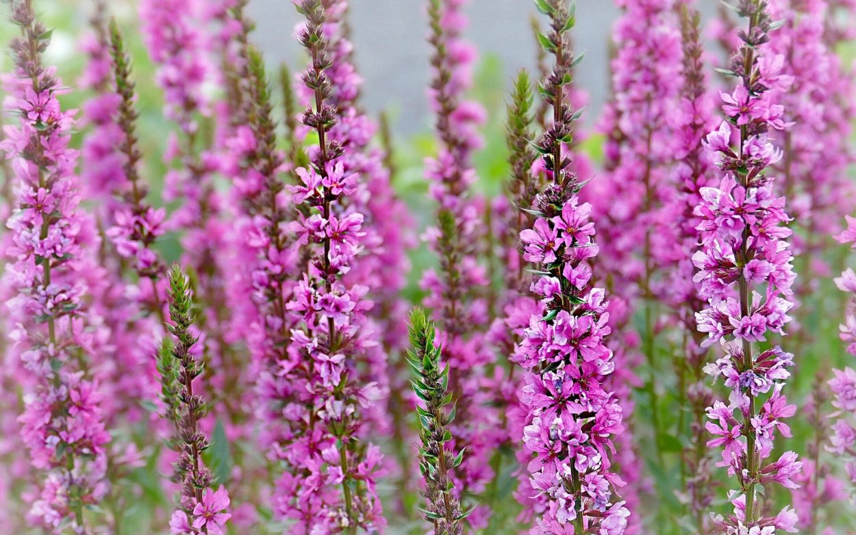 Вербейник криволистный