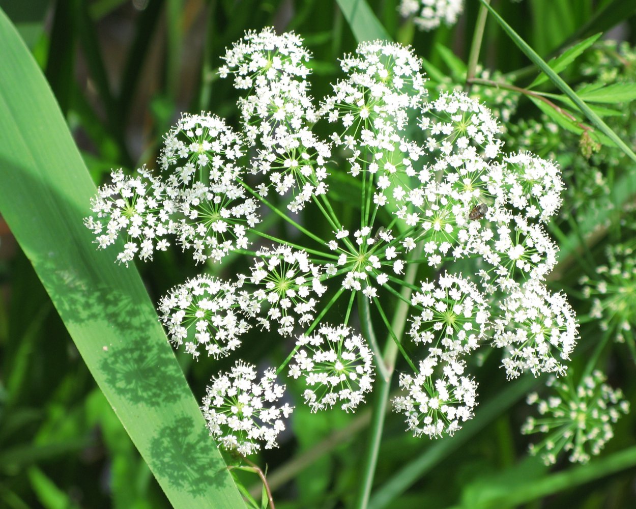 Волжанка двудомная (Aruncus dioicus)