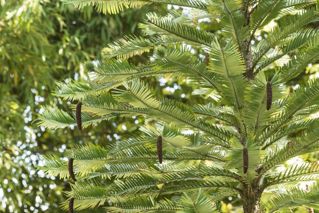 Воллемия амп.