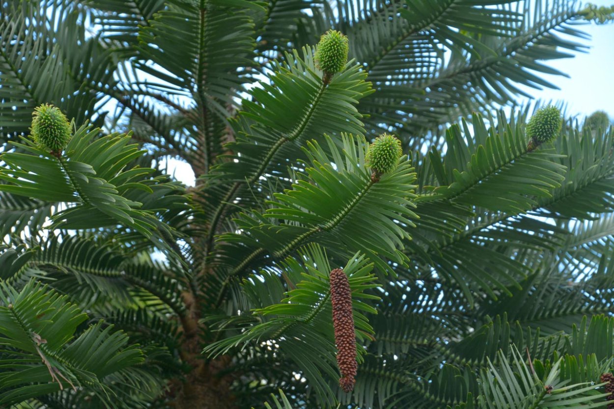 Нобилис купить саженцы