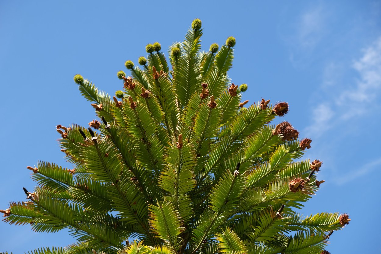Воллемия благородная