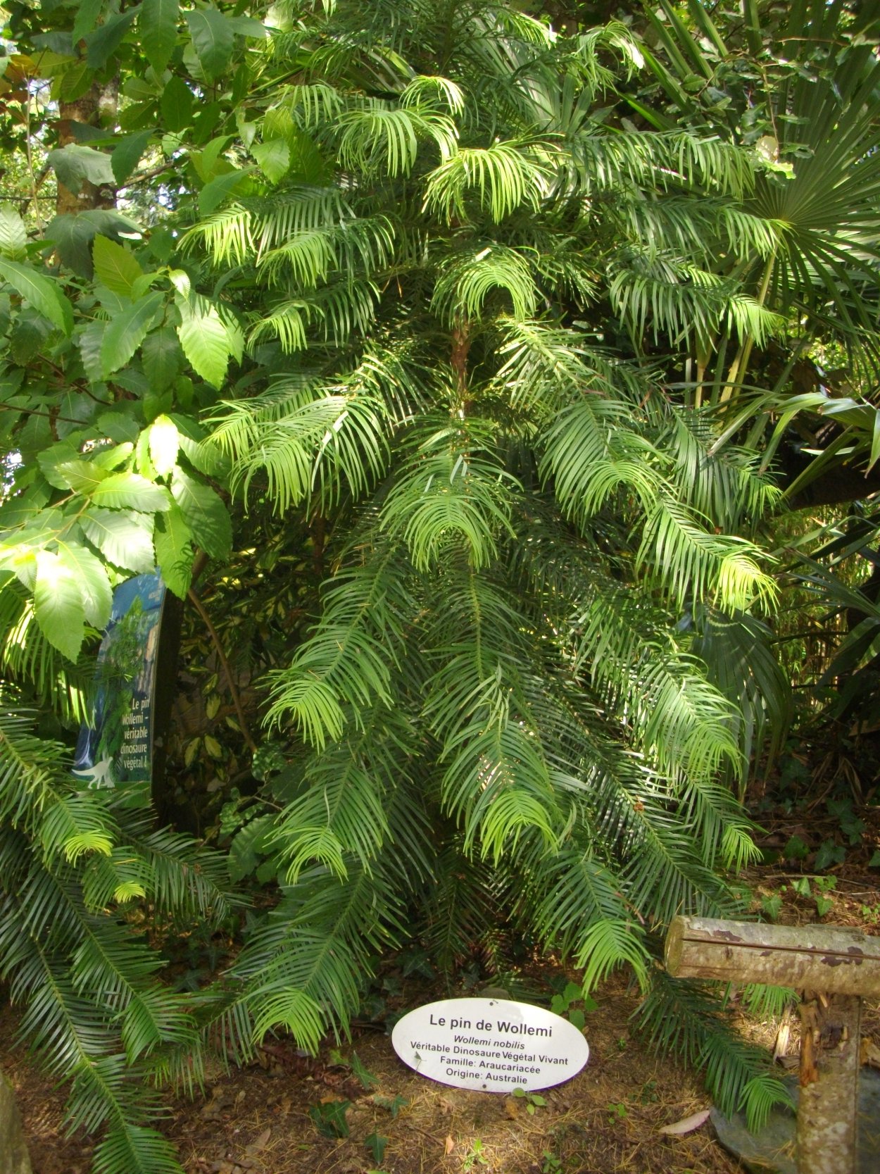 Виды волемий