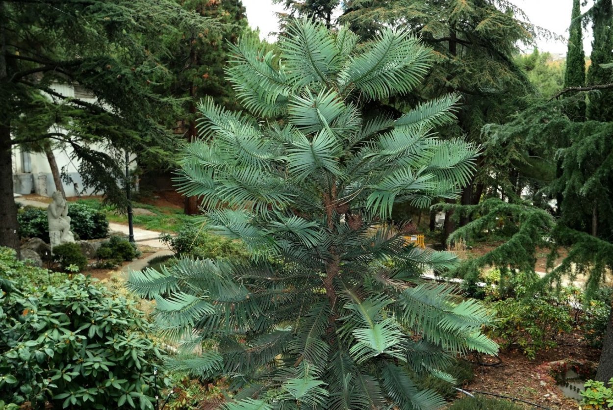 Дерево листья похожи мимозу