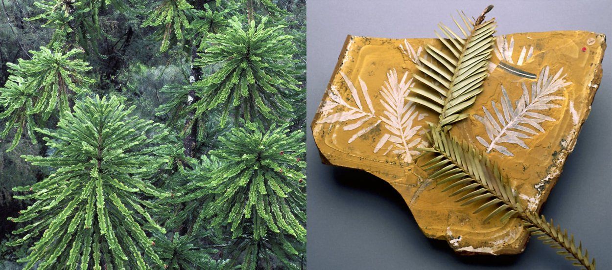 Сосна с острова Норфолк